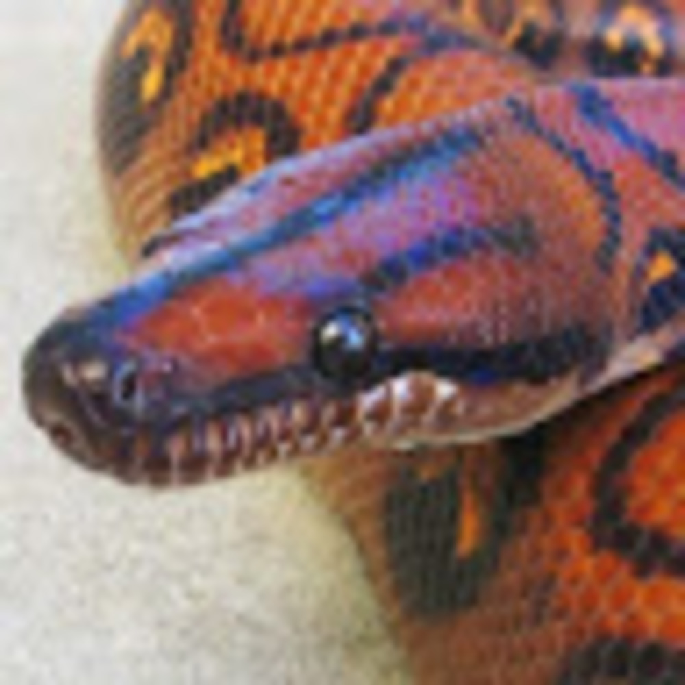 Meet your Posher, Ashly